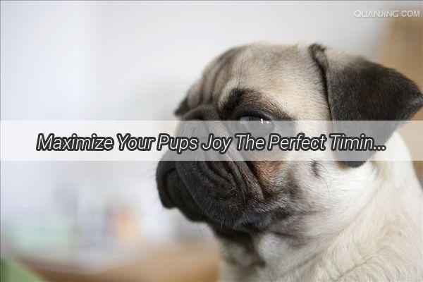 Maximize Your Pups Joy The Perfect Timing for Dog Walks